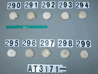 藏品(芋螺貝)的圖片